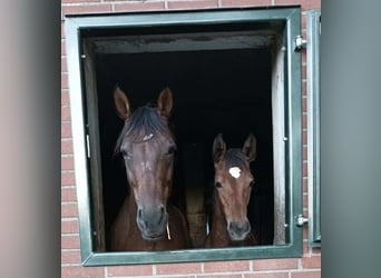 Duits sportpaard, Merrie, 1 Jaar, 174 cm, Bruin