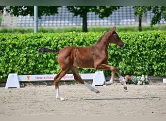 Duits sportpaard, Merrie, 1 Jaar, Brauner