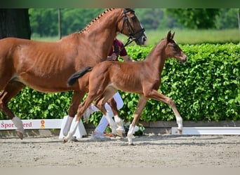 Duits sportpaard, Merrie, 1 Jaar, Brauner