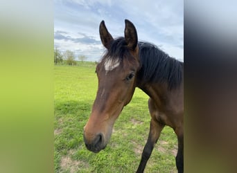 Duits sportpaard, Merrie, 1 Jaar, Brauner