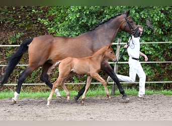Duits sportpaard, Merrie, 1 Jaar, Bruin
