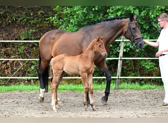 Duits sportpaard, Merrie, 1 Jaar, Bruin