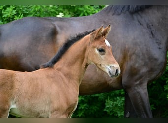 Duits sportpaard, Merrie, 1 Jaar, Bruin