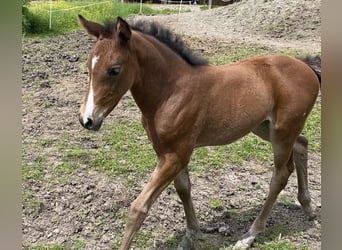 Duits sportpaard, Merrie, 1 Jaar, Bruin