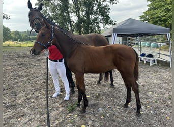 Duits sportpaard, Merrie, 1 Jaar, Bruin