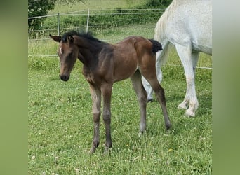 Duits sportpaard, Merrie, 1 Jaar, Bruin