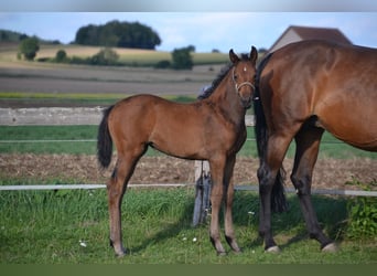 Duits sportpaard, Merrie, 1 Jaar, Bruin