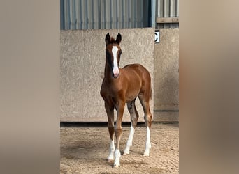 Duits sportpaard, Merrie, 1 Jaar, Donkere-vos