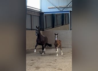 Duits sportpaard, Merrie, 1 Jaar, Donkere-vos