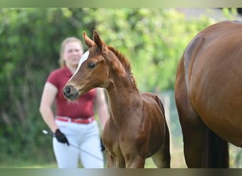 Duits sportpaard, Merrie, 1 Jaar, Donkere-vos