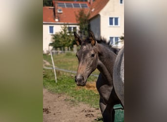 Duits sportpaard, Merrie, 1 Jaar, Schimmel