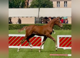 Duits sportpaard, Merrie, 1 Jaar, Vos