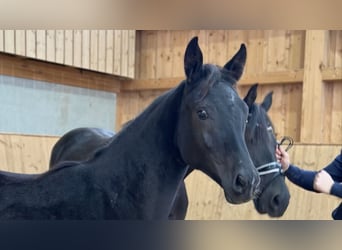 Duits sportpaard, Merrie, 1 Jaar, Zwart