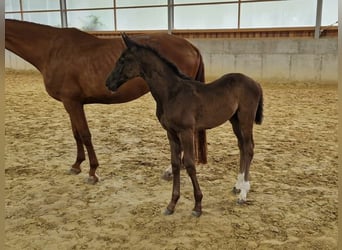 Duits sportpaard, Merrie, 1 Jaar, Zwart