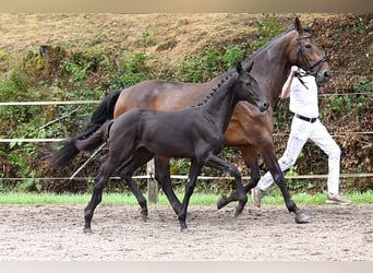 Duits sportpaard, Merrie, 1 Jaar, Zwartbruin