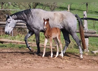 Duits sportpaard, Merrie, 2 Jaar, 154 cm, Bruin