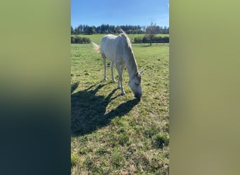Duits sportpaard, Merrie, 2 Jaar, 155 cm, Schimmel