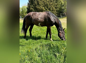 Duits sportpaard, Merrie, 2 Jaar, 155 cm, Zwart
