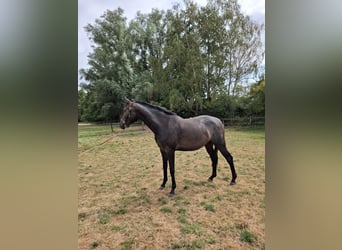 Duits sportpaard, Merrie, 2 Jaar, 159 cm, kan schimmel zijn