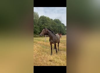 Duits sportpaard, Merrie, 2 Jaar, 159 cm, kan schimmel zijn