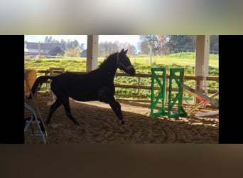 Duits sportpaard, Merrie, 2 Jaar, 160 cm, Zwart