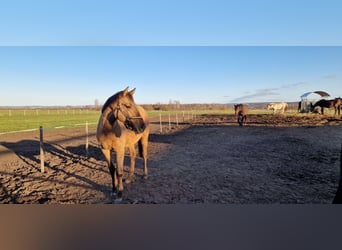 Duits sportpaard, Merrie, 2 Jaar, 162 cm, Falbe