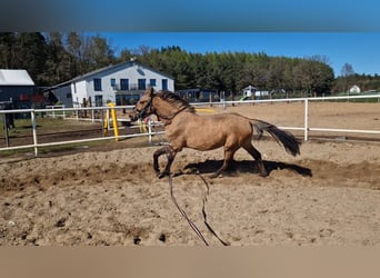 Duits sportpaard, Merrie, 2 Jaar, 162 cm, Falbe