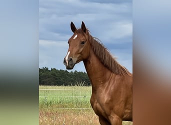 Duits sportpaard, Merrie, 2 Jaar, 164 cm, Vos