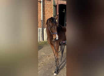 Duits sportpaard, Merrie, 2 Jaar, 165 cm, Bruin