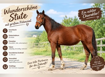Duits sportpaard, Merrie, 2 Jaar, 165 cm, Bruin