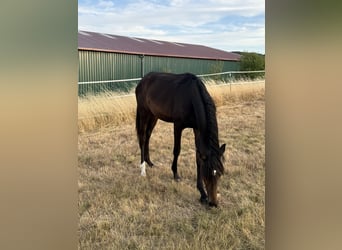 Duits sportpaard, Merrie, 2 Jaar, 165 cm, Zwartbruin