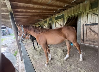 Duits sportpaard, Merrie, 2 Jaar, 168 cm, Donkere-vos