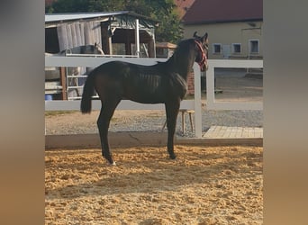 Duits sportpaard, Merrie, 2 Jaar, 168 cm, kan schimmel zijn