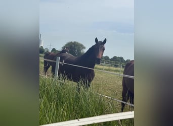 Duits sportpaard, Merrie, 2 Jaar, 169 cm, Bruin