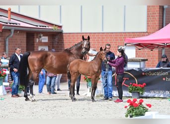 Duits sportpaard, Merrie, 2 Jaar, 169 cm, Bruin