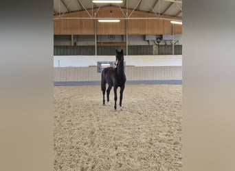 Duits sportpaard, Merrie, 2 Jaar, 170 cm, Zwartbruin