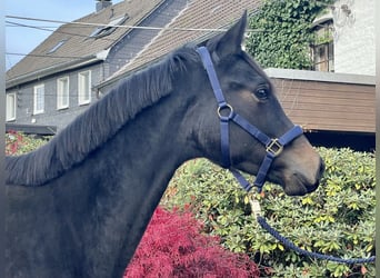 Deutsches Sportpferd, Stute, 2 Jahre, 172 cm, Brauner