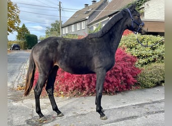 Deutsches Sportpferd, Stute, 2 Jahre, 172 cm, Brauner