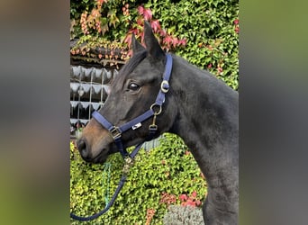 Deutsches Sportpferd, Stute, 2 Jahre, 172 cm, Brauner