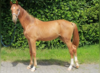 Duits sportpaard, Merrie, 2 Jaar, 172 cm, Donkere-vos