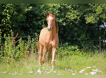 Duits sportpaard, Merrie, 2 Jaar, 172 cm, Donkere-vos