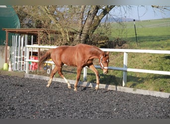 Duits sportpaard, Merrie, 2 Jaar, 172 cm, Donkere-vos