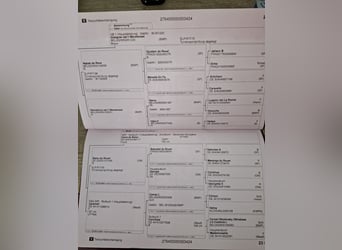 Duits sportpaard, Merrie, 2 Jaar, 172 cm