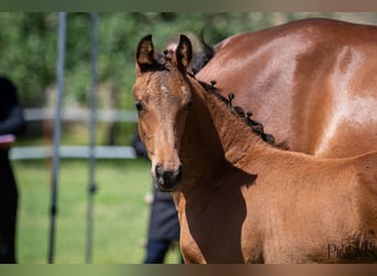 Duits sportpaard, Merrie, 2 Jaar, 175 cm, Bruin