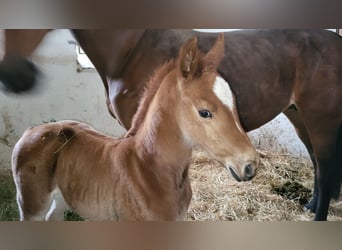 Duits sportpaard, Merrie, 2 Jaar, 175 cm, Vos