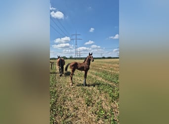 Duits sportpaard, Merrie, 2 Jaar, 180 cm, Bruin