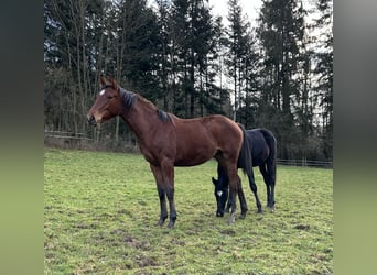 Duits sportpaard, Merrie, 2 Jaar, Bruin