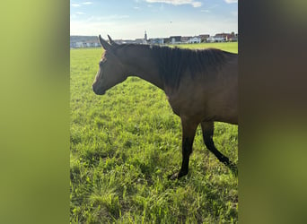 Duits sportpaard, Merrie, 2 Jaar, Donkere-vos