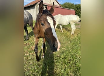 Duits sportpaard, Merrie, 2 Jaar, Donkere-vos