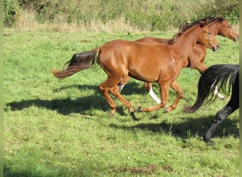 Duits sportpaard, Merrie, 2 Jaar
